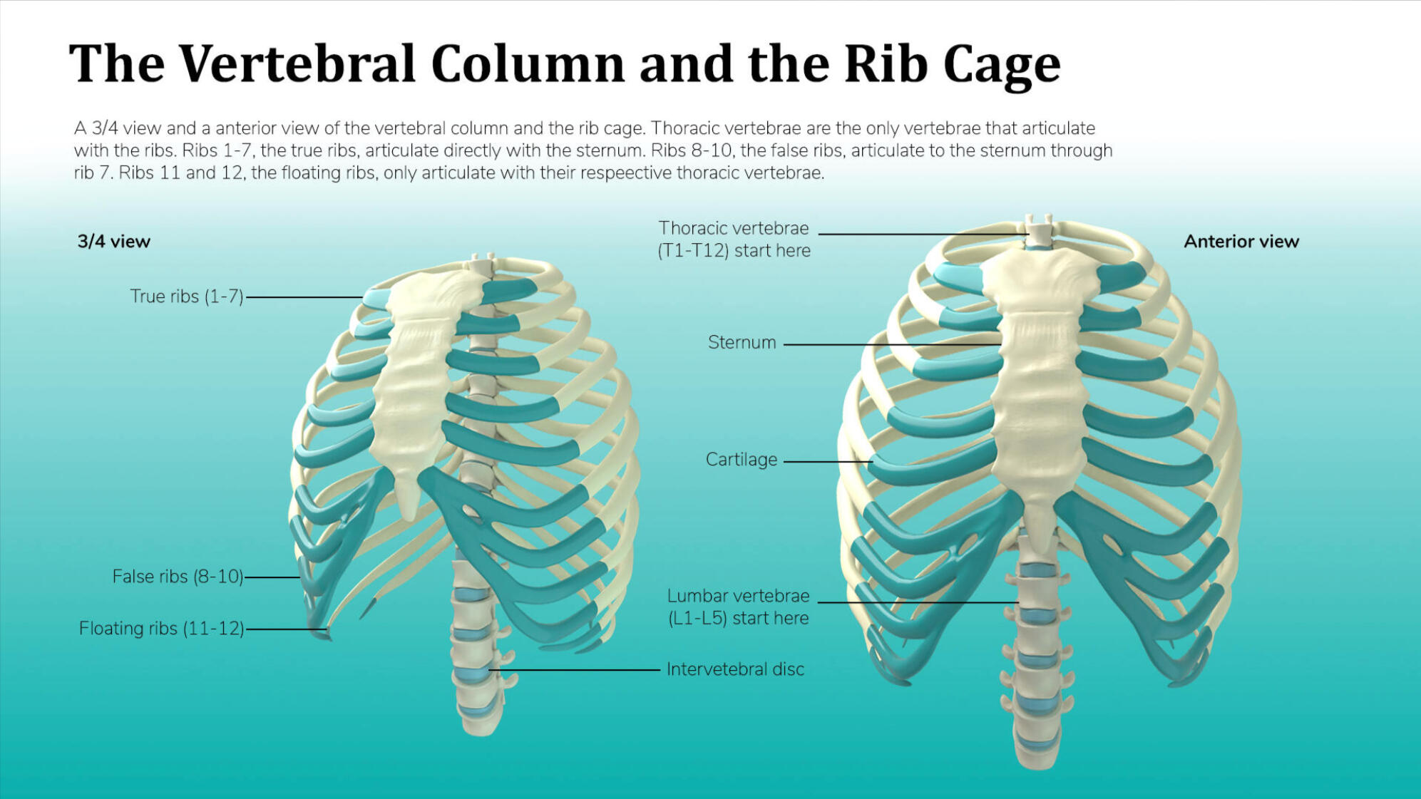 Vertebral Column and the Rib Cage – Autodesk Maya, Adobe Photoshop; 3D Visualization, 3D Medical Illustration, 3D Modeling Rochester Institute of Technology; Medical Illustrator Puerto Rico