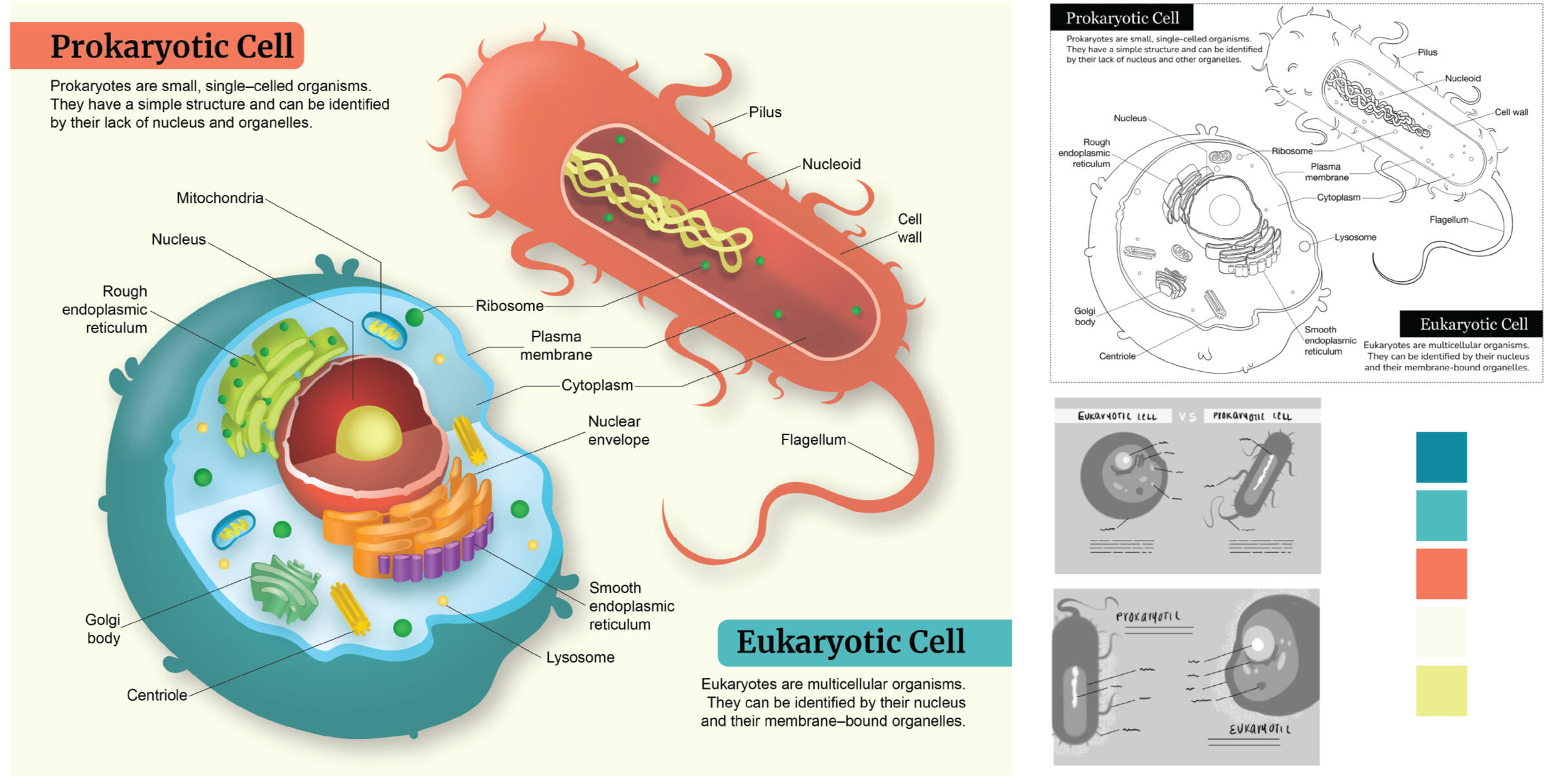 Prokaryotic vs Eukaryotic Cells – Adobe Illustrator; Medical Illustration, Cell Illustration; Medical Illustrator Puerto Rico