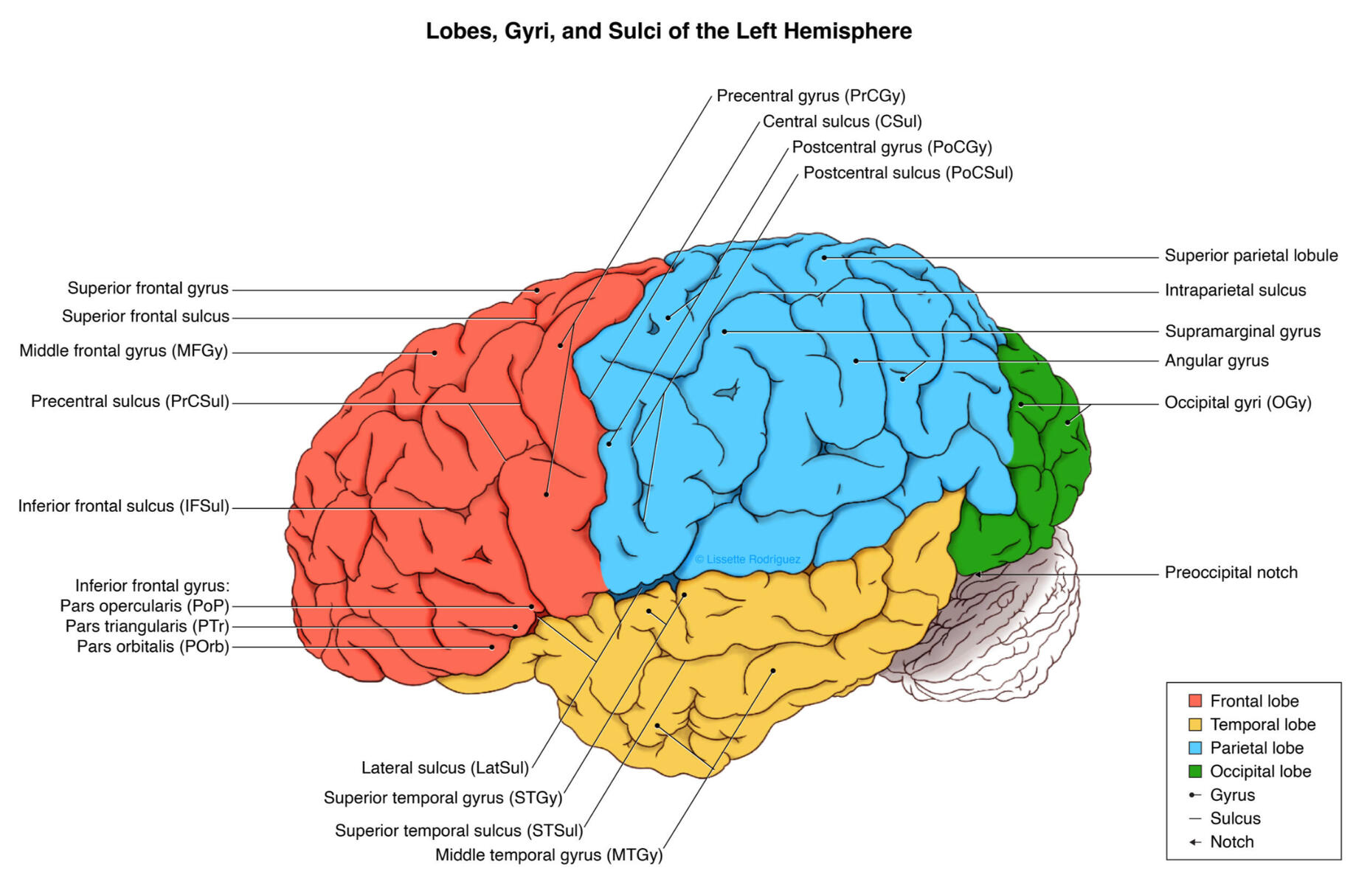 Lobes, Gyri, and Sulci of the Left Hemisphere – Clip Studio Paint EX; University of Puerto Rico's School of Medicine; Recinto de Ciencias Médicas Ilustración Médica; Medical Illustrator Puerto Rico