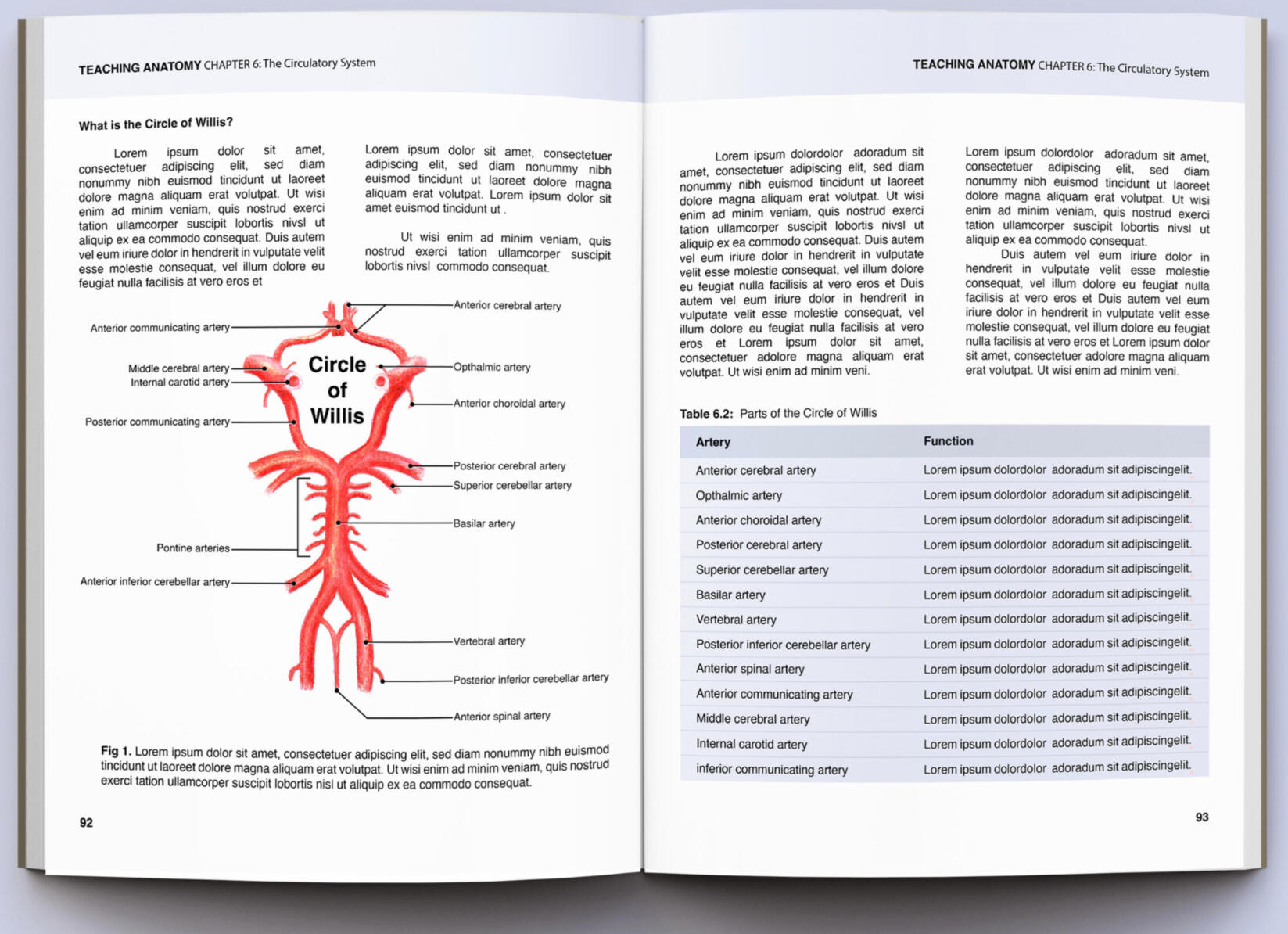 Circle of Willis – Watercolor, Adobe Illustrator; Universidad del Sagrado Corazón, Puerto Rico, Ilustración Médica; Medical Illustrator Puerto Rico