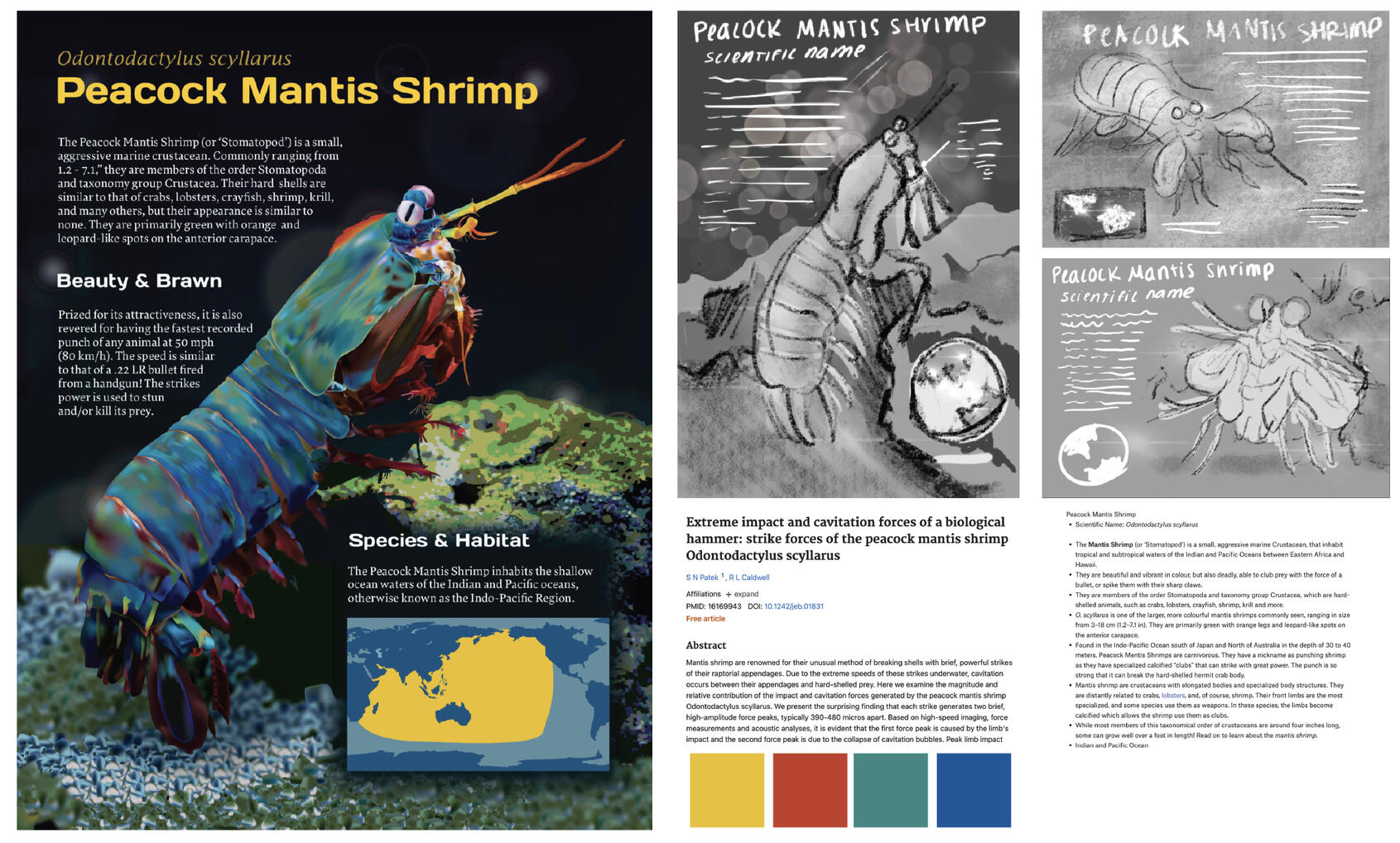 Peacock Mantis Shrimp Zooplate – Adobe Illustrator