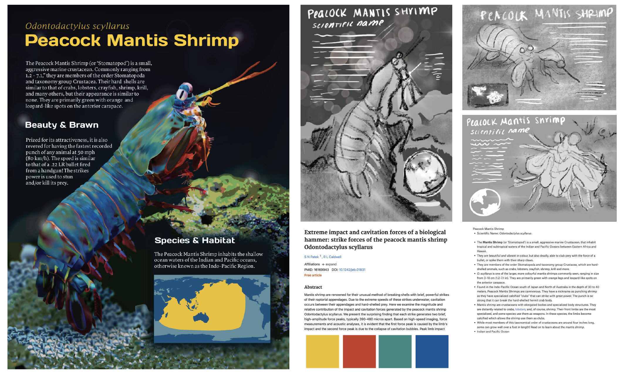 Peacock Mantis Shrimp Zooplate – Adobe Illustrator
